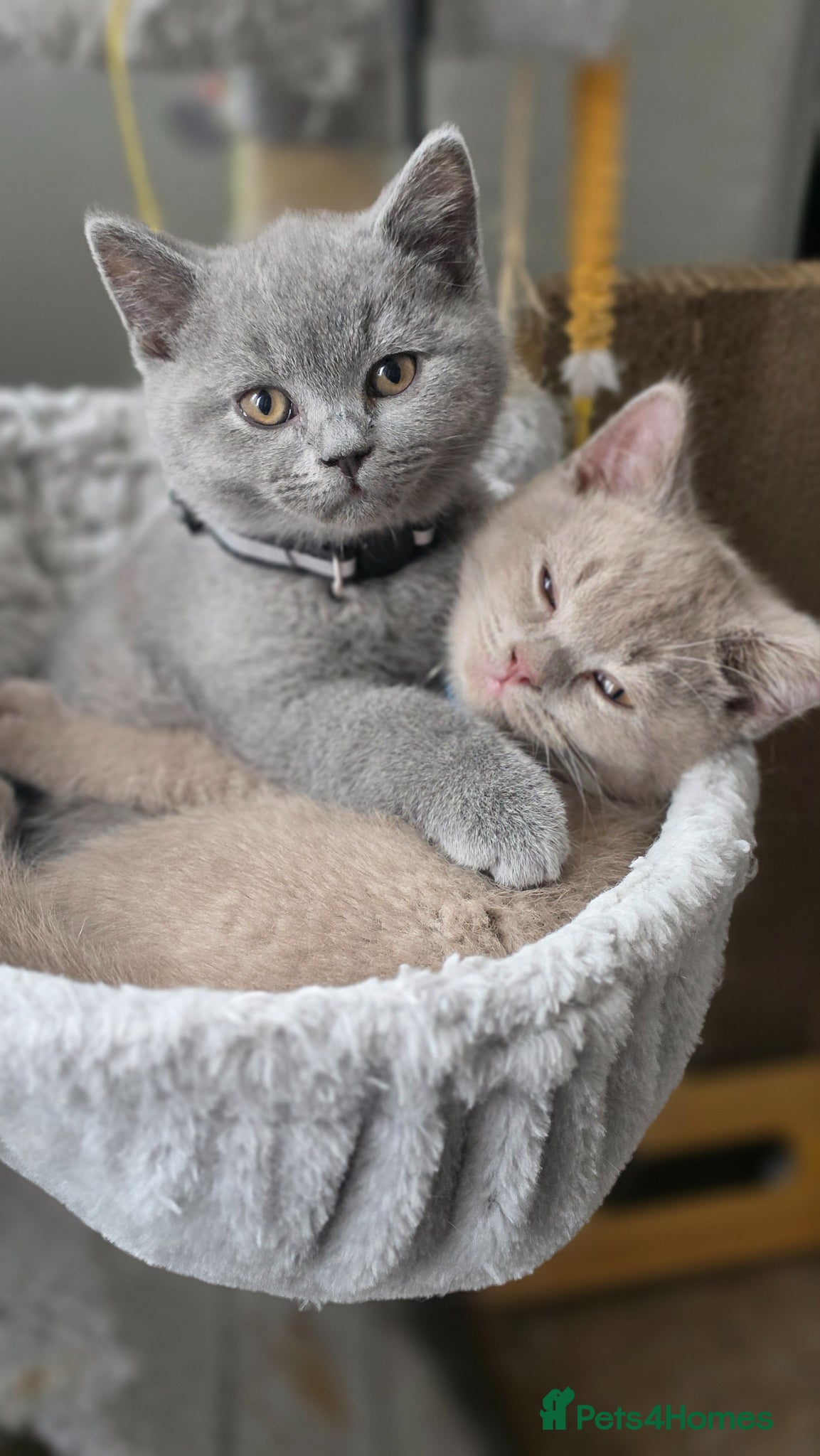 British Shorthair cats Chunky 1Female/3 male Kitten gccf active available - Advert 14
