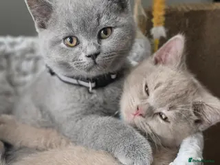 British Shorthair cats Chunky 1Female/3 male Kitten gccf active available - Advert 14