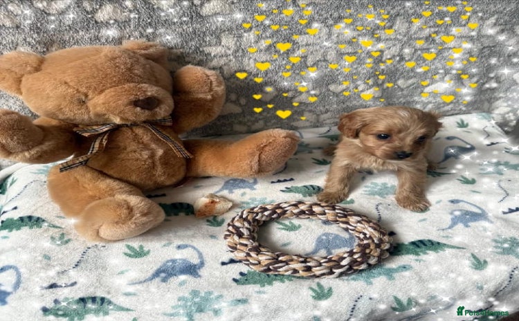 Cavapoo dogs - Advert 3