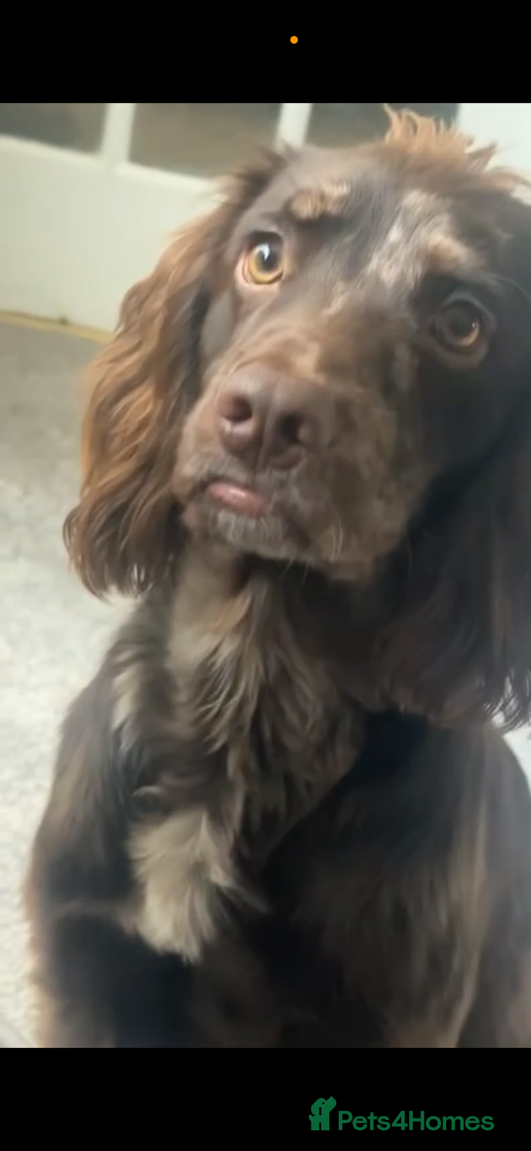 Cocker Spaniel dogs for sale: Cocker spaniel boy  - Advert 3