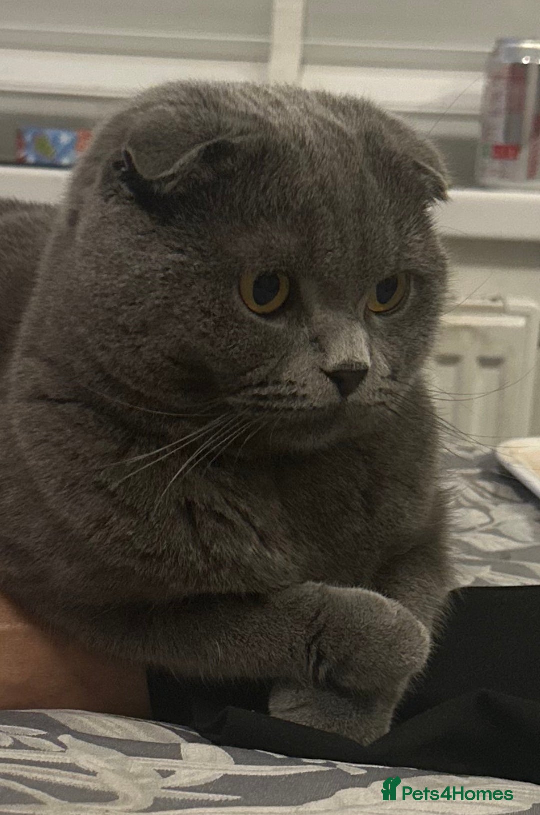 Scottish Fold cats for sale: Scotish fold  - Advert 2