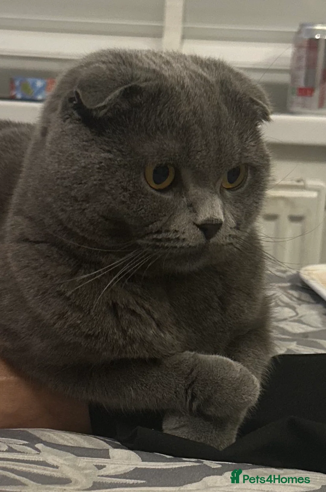 Scottish Fold cats for sale: Scotish fold  - Advert 2