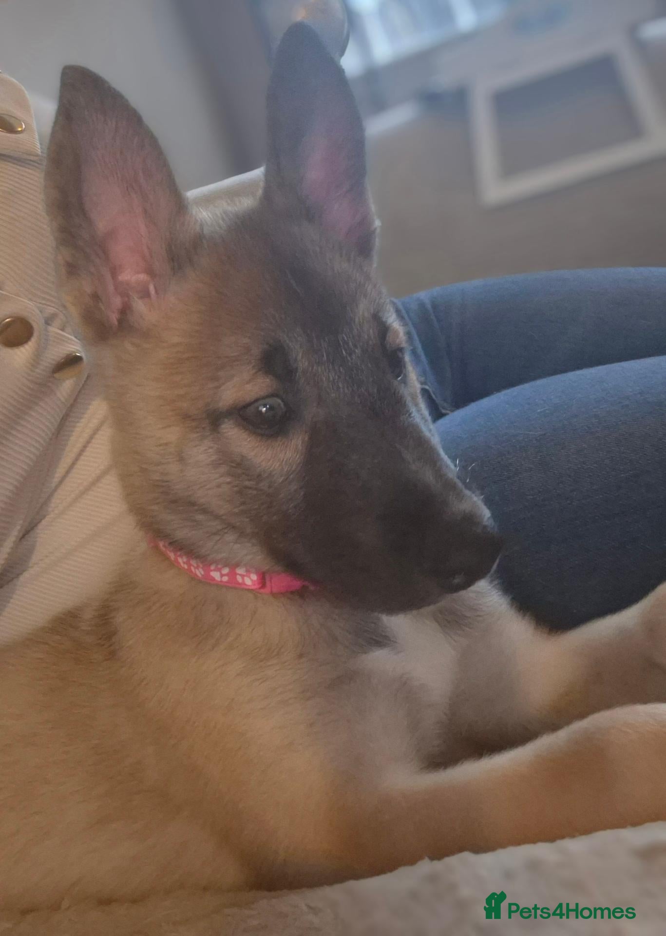 Mixed Breed dogs Belgium malinois x husky - Advert 21