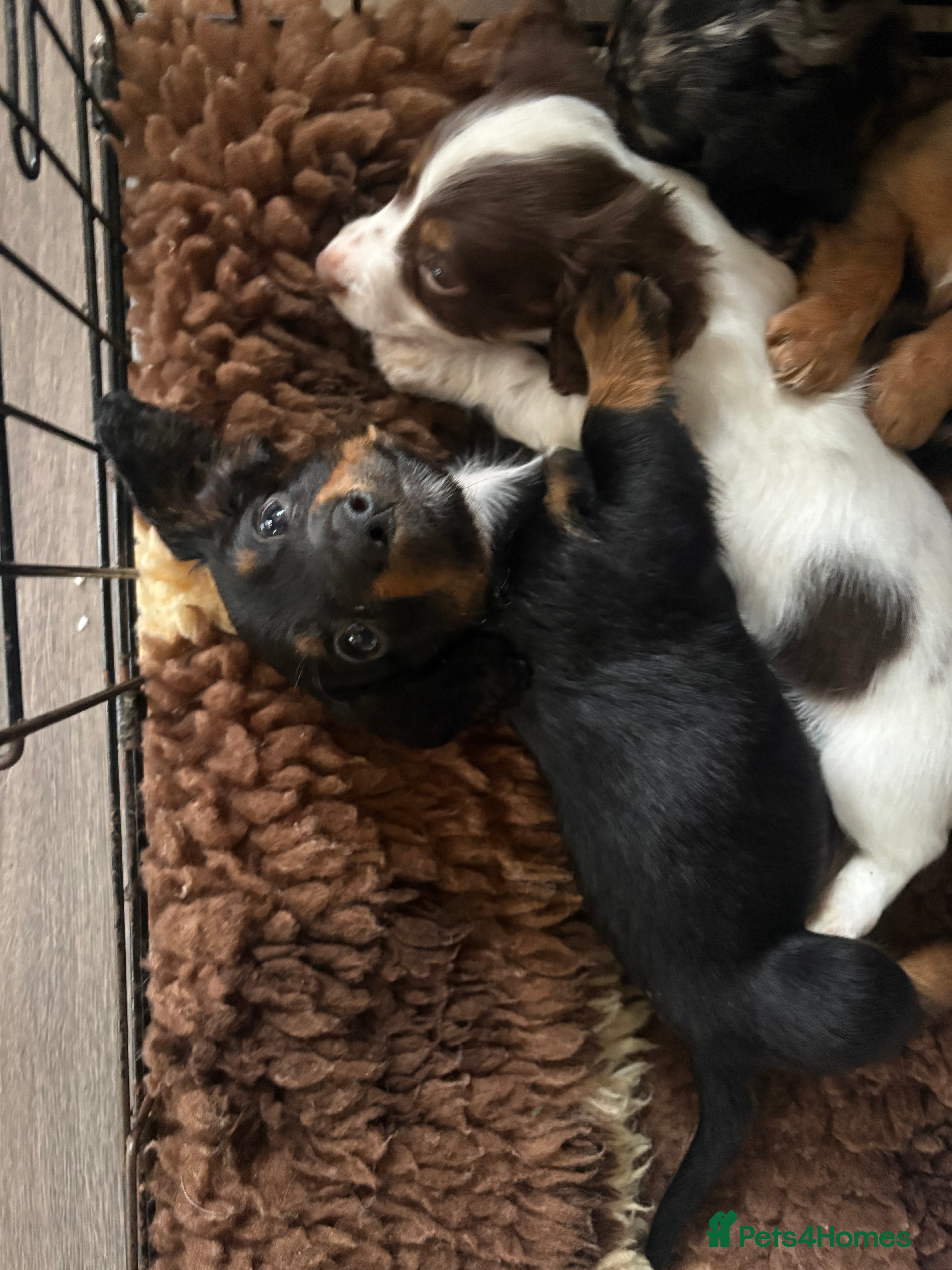 Dachshund dogs Miniature long haired dachshunds - Advert 15