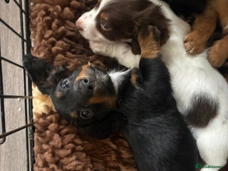 Dachshund dogs Miniature long haired dachshunds - Advert 12