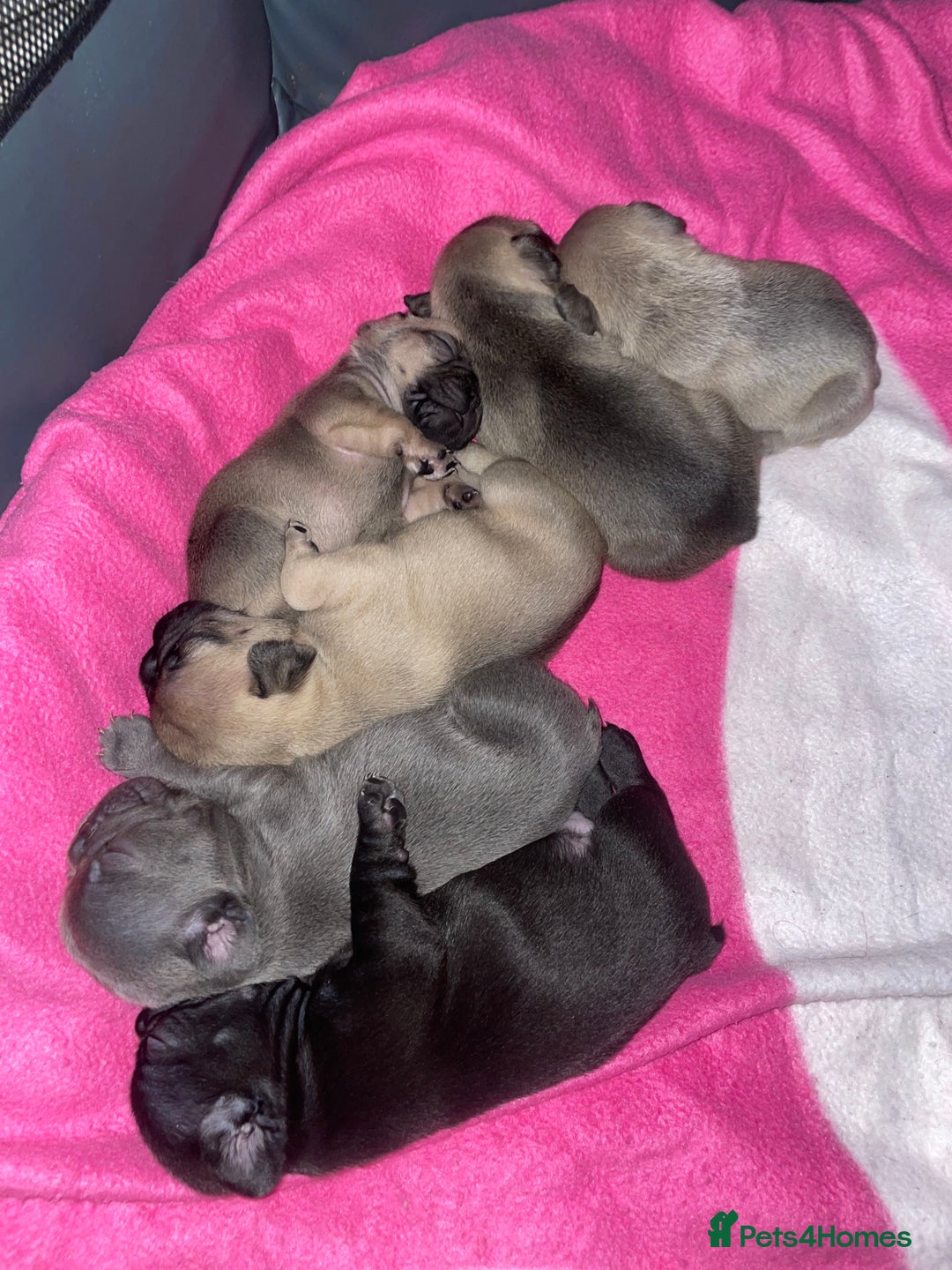 French Bulldog dogs for sale: French Bulldog Puppies - Advert 4