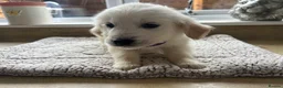 Golden Retriever dogs for sale: Gorgeous golden retriever pups - Advert 25