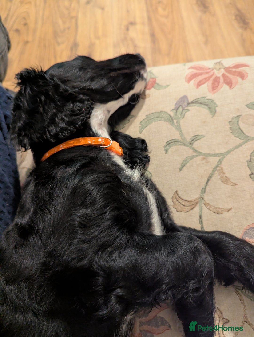 Cocker Spaniel dogs for sale: Working Cocker Spaniel puppies - Advert 39