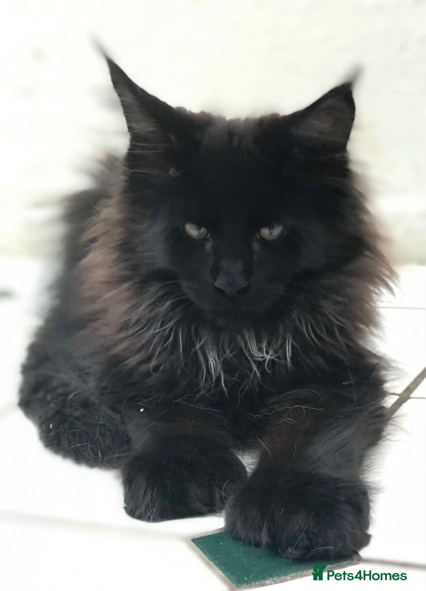 Maine Coon cats ⚜️ championline maine coon kittens ⚜️ polydactyl - Advert 1