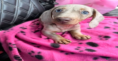 Miniature Dachshund dogs - Advert 8