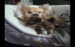 Chihuahua dogs for sale: Chihuahua puppies. - Advert 1