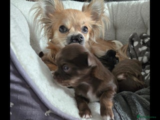 Chihuahua dogs for sale: Chihuahua puppies. - Advert 1