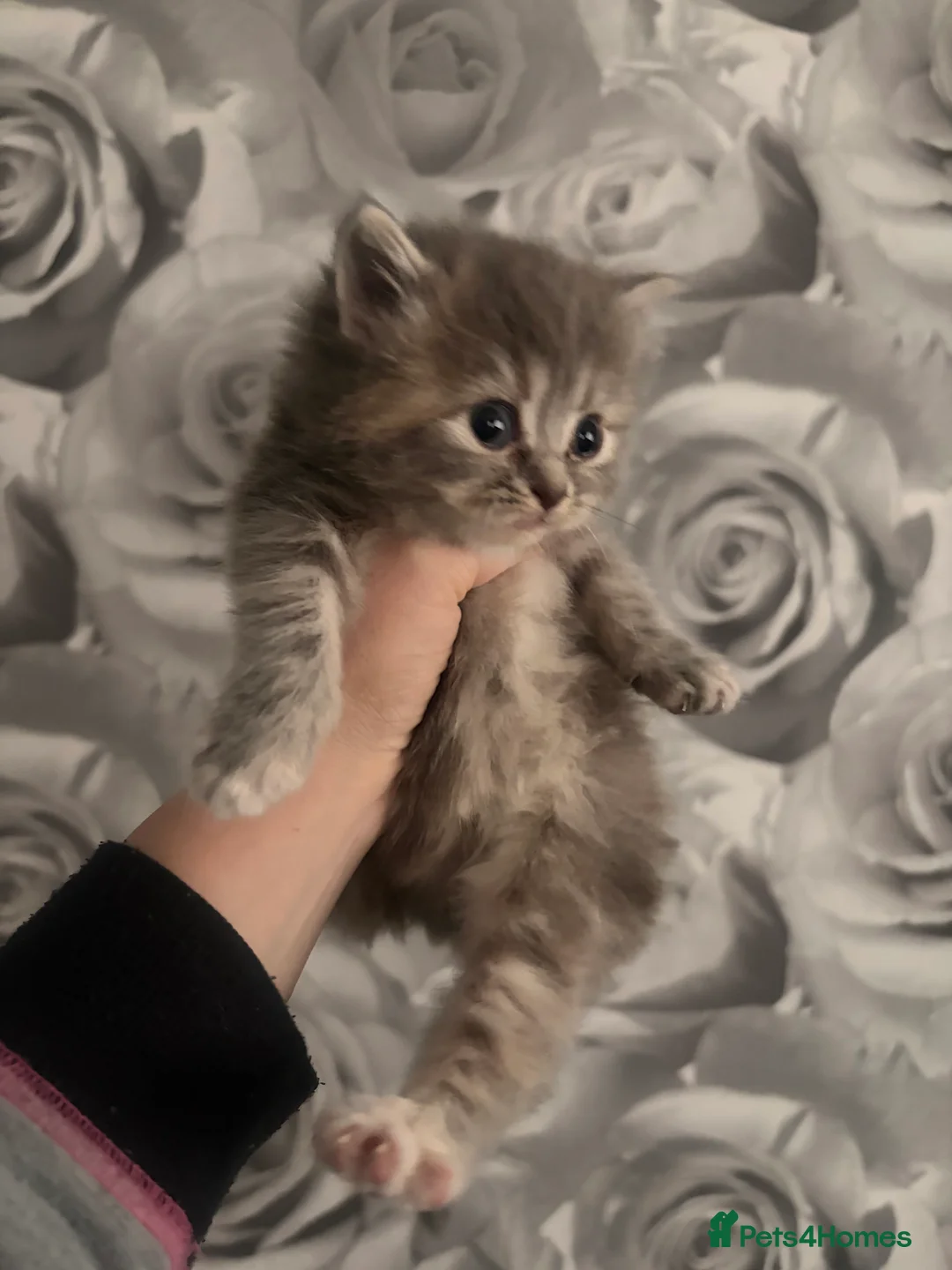 Mixed Breed cats for sale: British blue cross Norwegian  - Advert 6