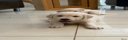 Golden Retriever dogs for sale: Stunning Goldens-Parents are School Wellbeing dogs - Advert 8