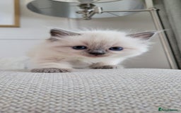 Ragdoll cats for sale: Adorable Ragdoll Kittens  - Image 3