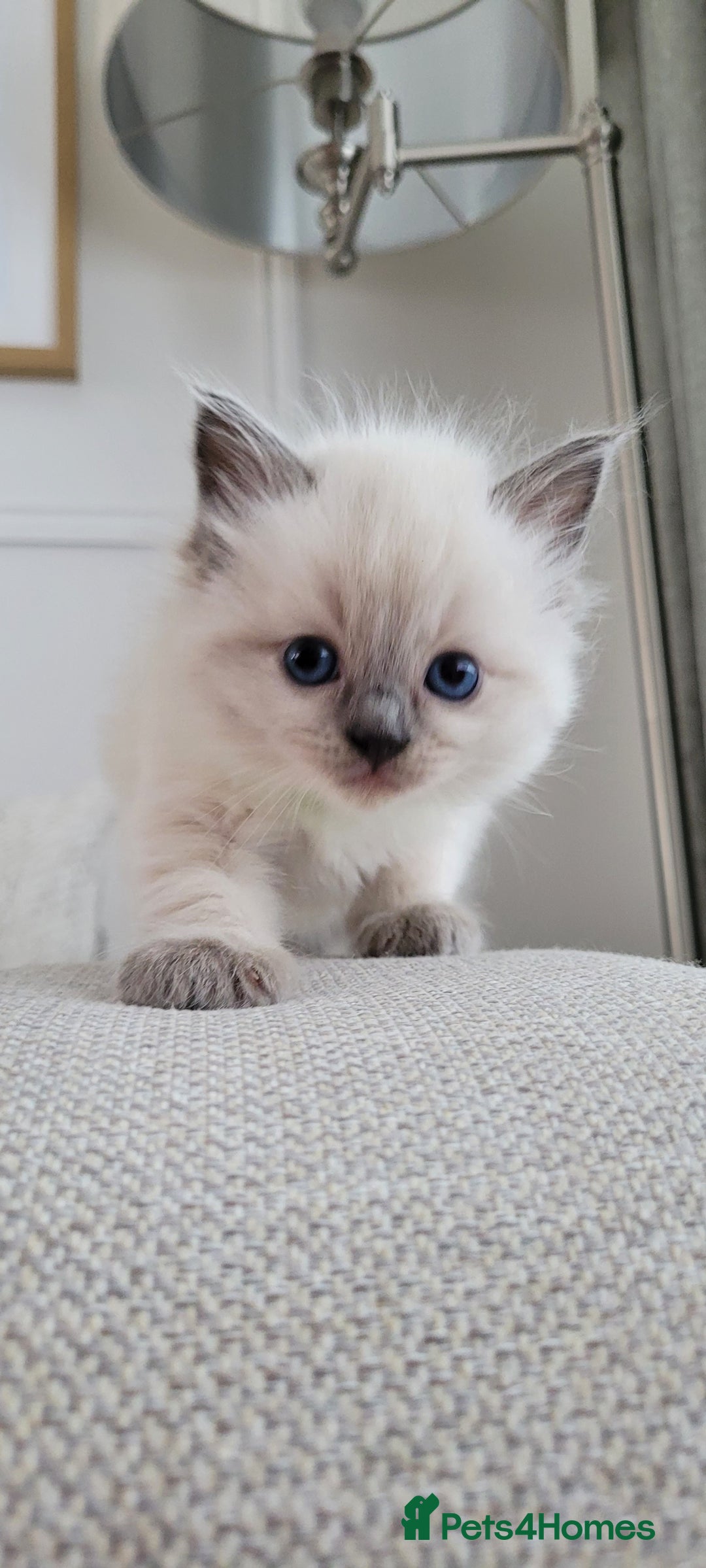 Ragdoll cats for sale: Adorable Ragdoll Kittens  - Image 3