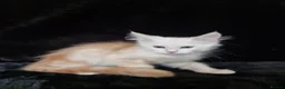 Maine Coon cats for sale: Active Tica Reg Maine Coone Kittens READY - Advert 3