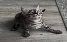 Bengal cats for sale: Breed quality silver bengal kittens 🐆💎🤍🩶🖤 - Image 18