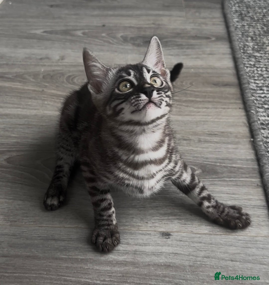 Bengal cats for sale: Breed quality silver bengal kittens 🐆💎🤍🩶🖤 - Image 18