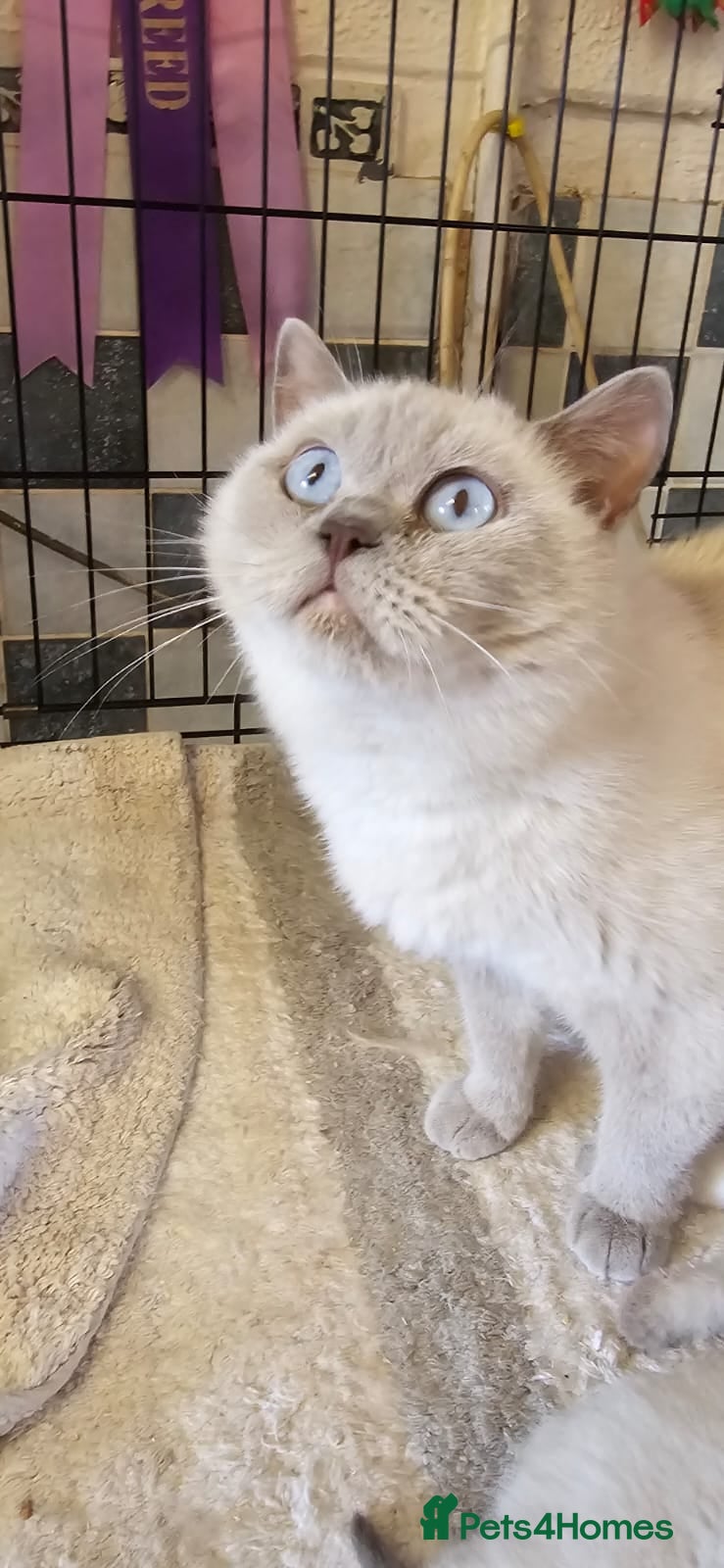 British Shorthair cats LILAC COLOURPOINTED BOYS - Advert 18