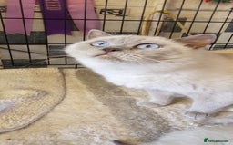 British Shorthair cats for sale: LILAC COLOURPOINTED BOYS - Advert 1