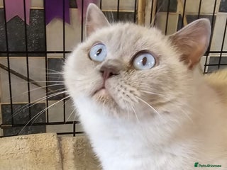 British Shorthair cats for sale: LILAC COLOURPOINTED BOYS - Advert 1