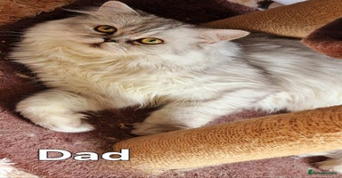 Persian cats - Advert 16