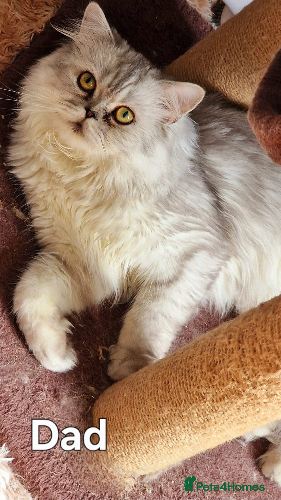 Persian cats for sale: A boy left 💙 - Image 3