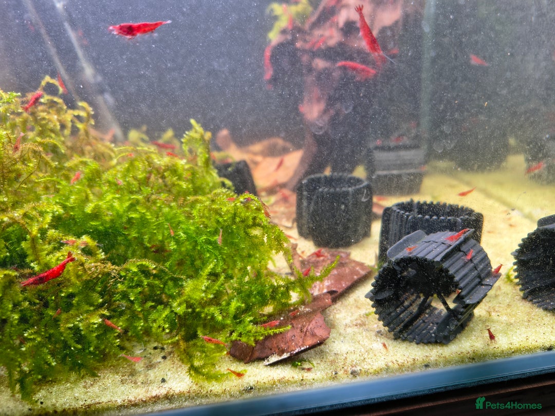 Shrimps fish for sale: Red Cherry Shrimp Good Quality Grade - Freshwater  - Advert 3