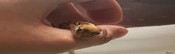Gecko reptiles for sale: Madagascan Ground Gecko / Pictus Gecko - Advert 3