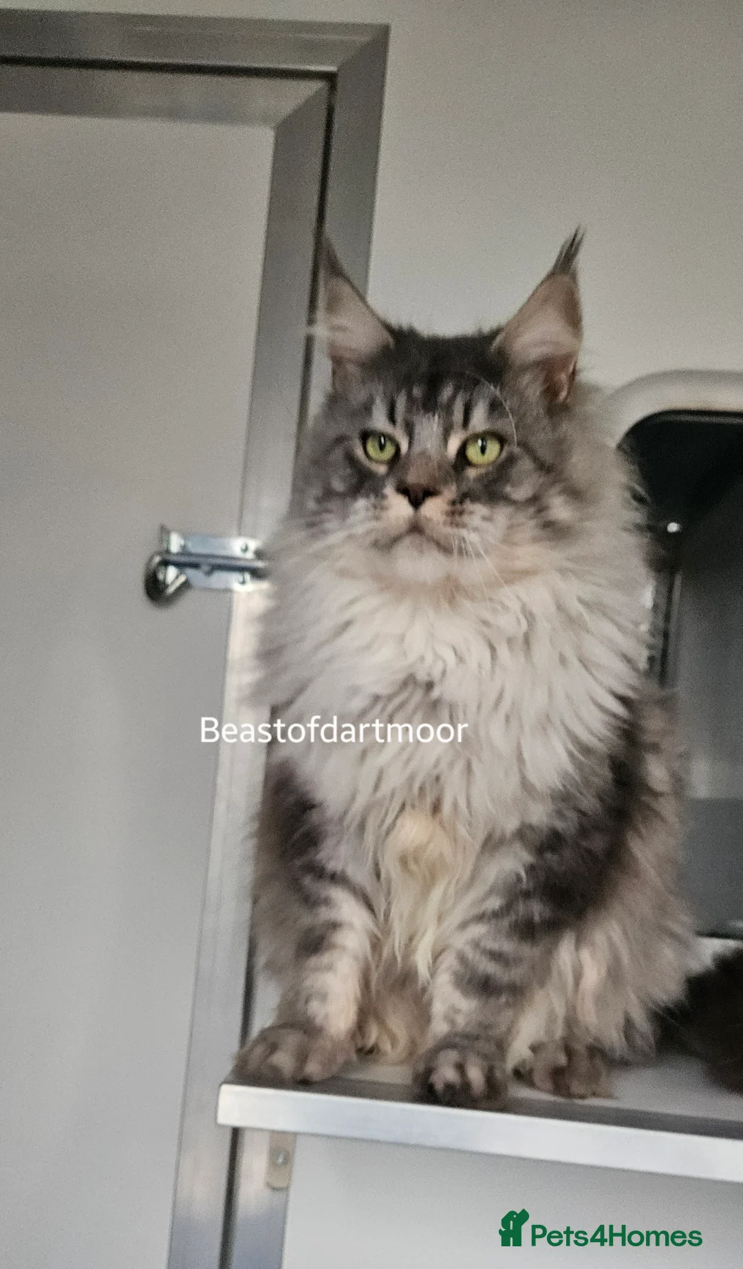 Maine Coon cats for sale: TICA Registered Stud Boy - Advert 5