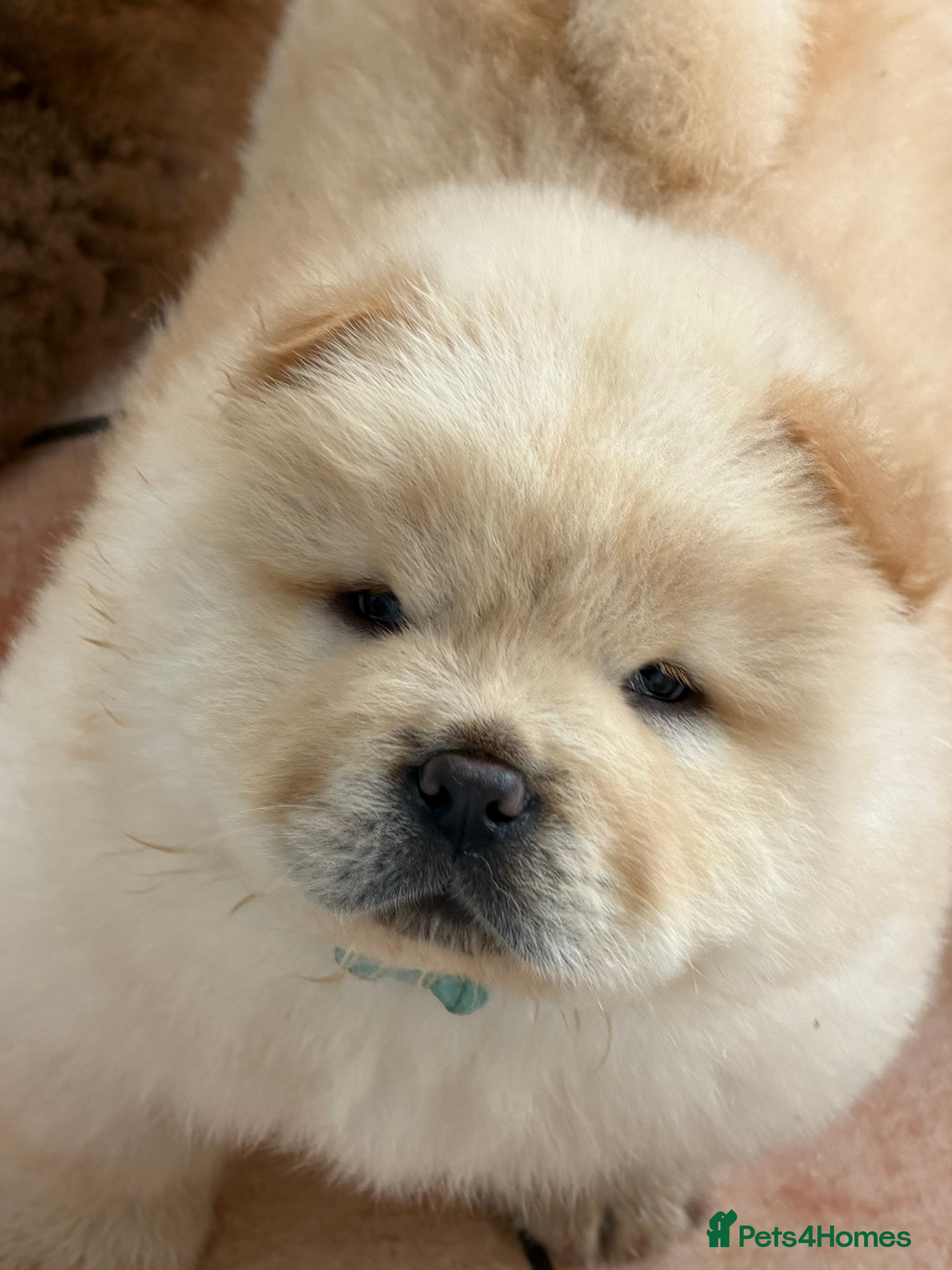 Chow Chow dogs Cream chow chow puppies - Advert 2