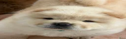Chow Chow dogs for sale: Cream chow chow puppies - Advert 2