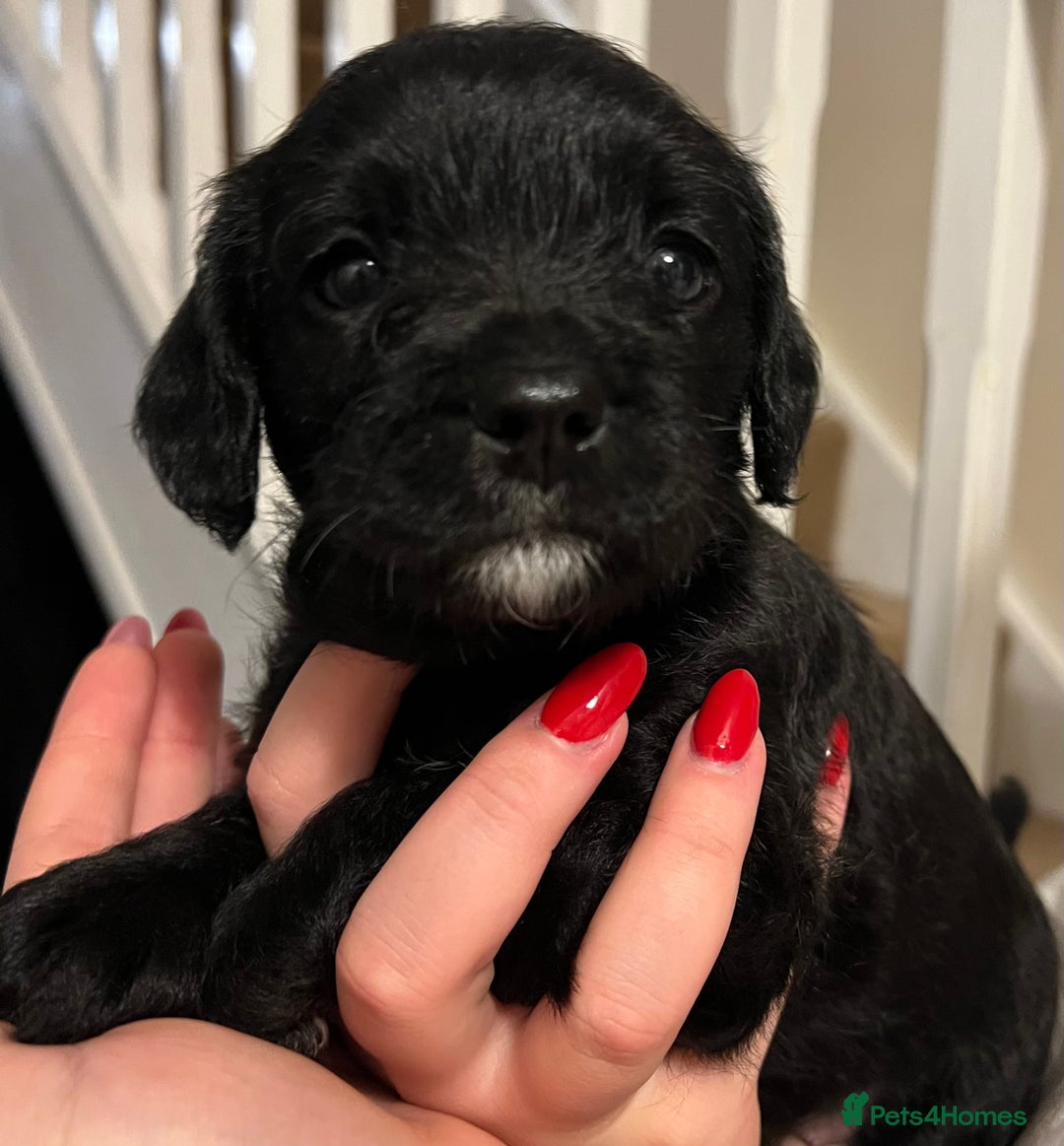 Mixed Breed dogs for sale: Meet our Beautiful Little Frockers ! - Image 8