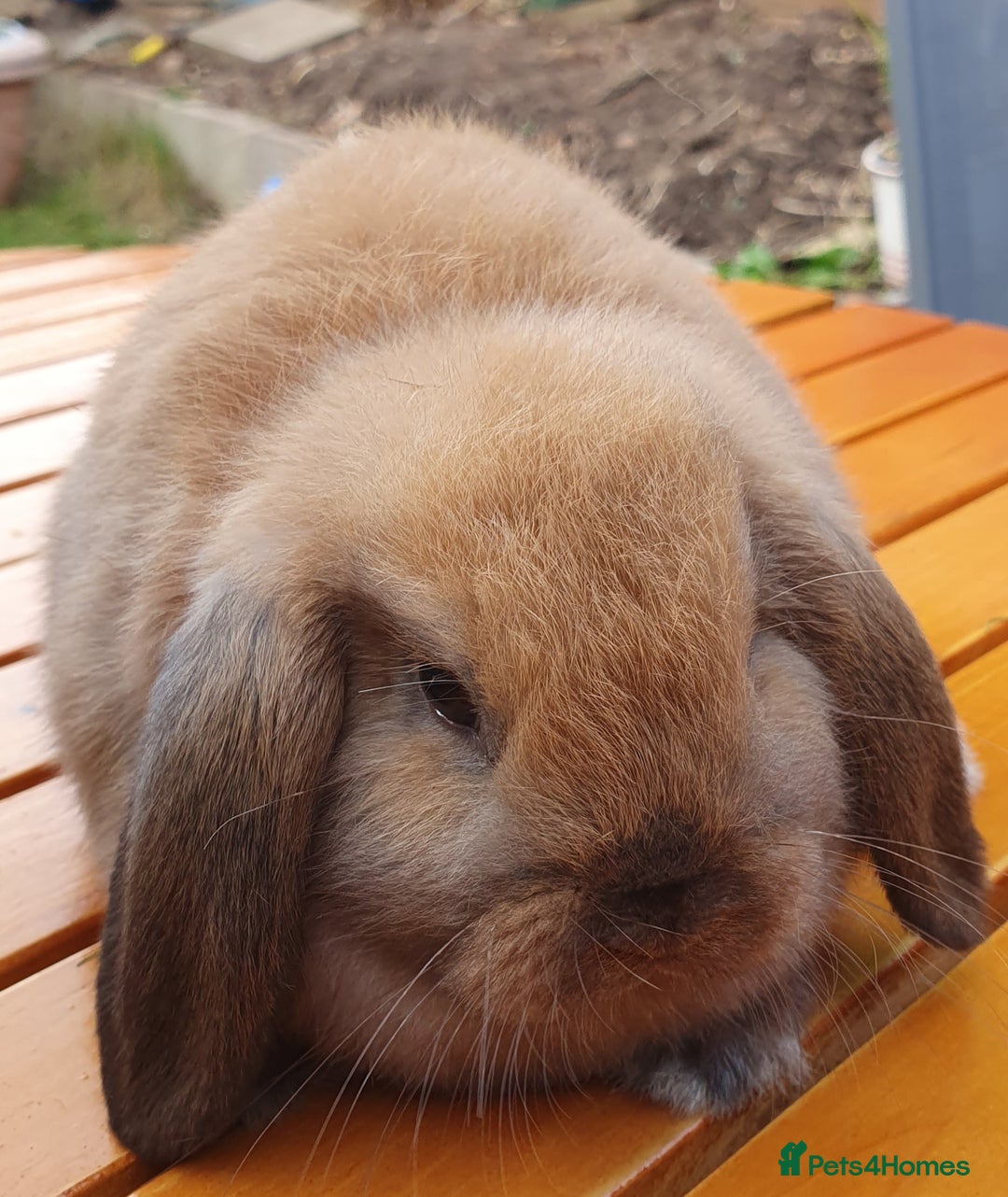 Mini Lop rabbits for sale: Friendly baby rabbits available to loving homes - Image 7