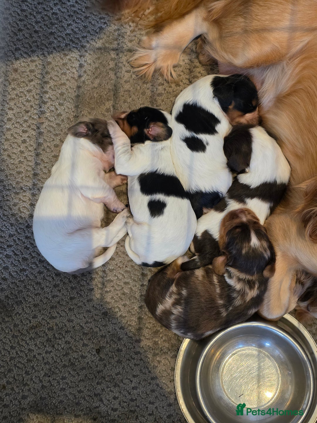 Cocker Spaniel dogs for sale: Kc registered mixed litter - Image 3