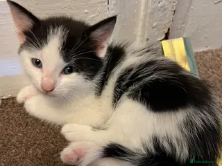 Mixed Breed cats Mister - Advert 3