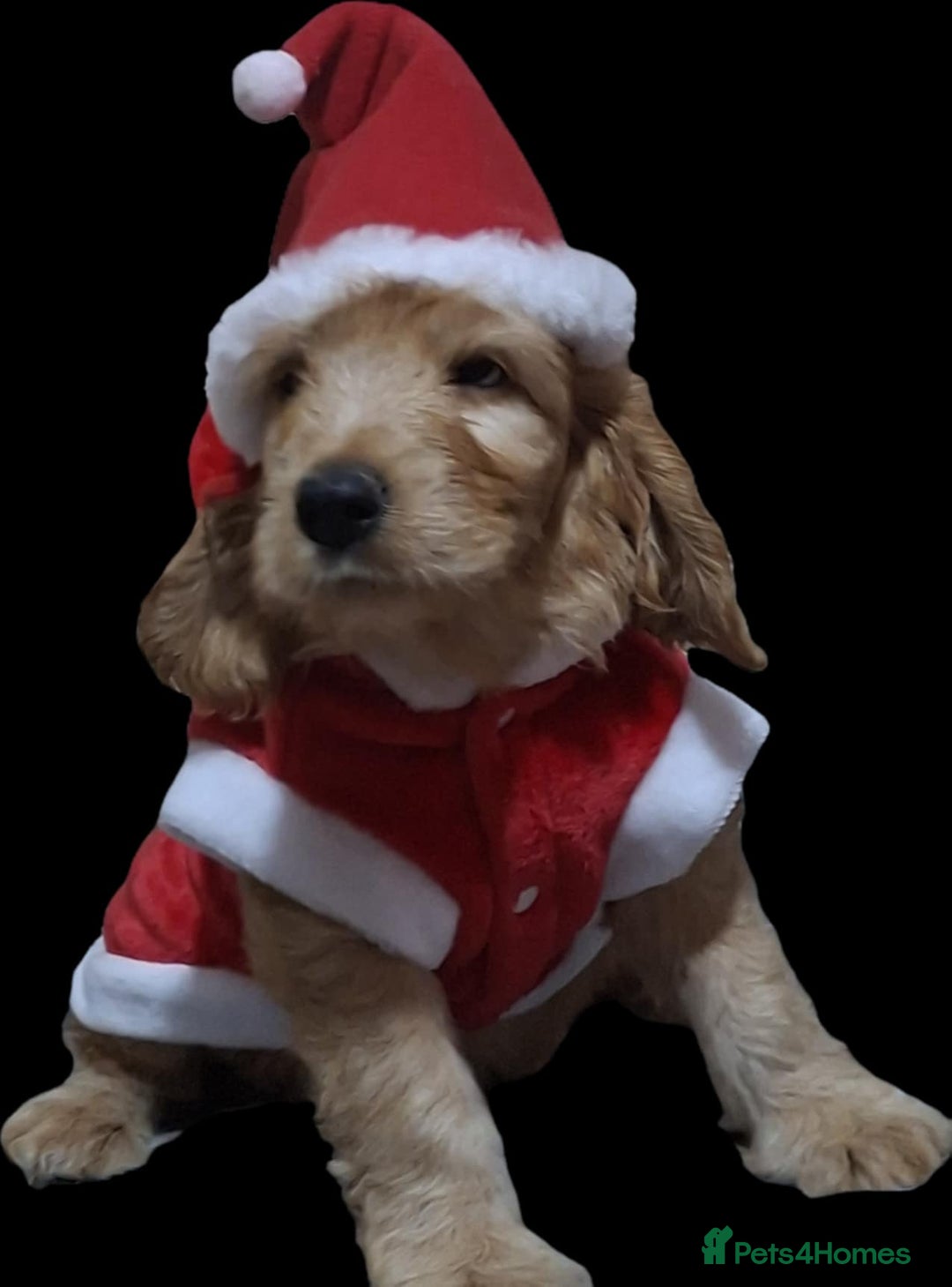 Mixed Breed dogs for sale: Australian Labradoodle puppies - Advert 1