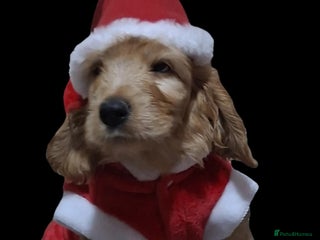 Mixed Breed dogs Australian Labradoodle puppies - Advert 11