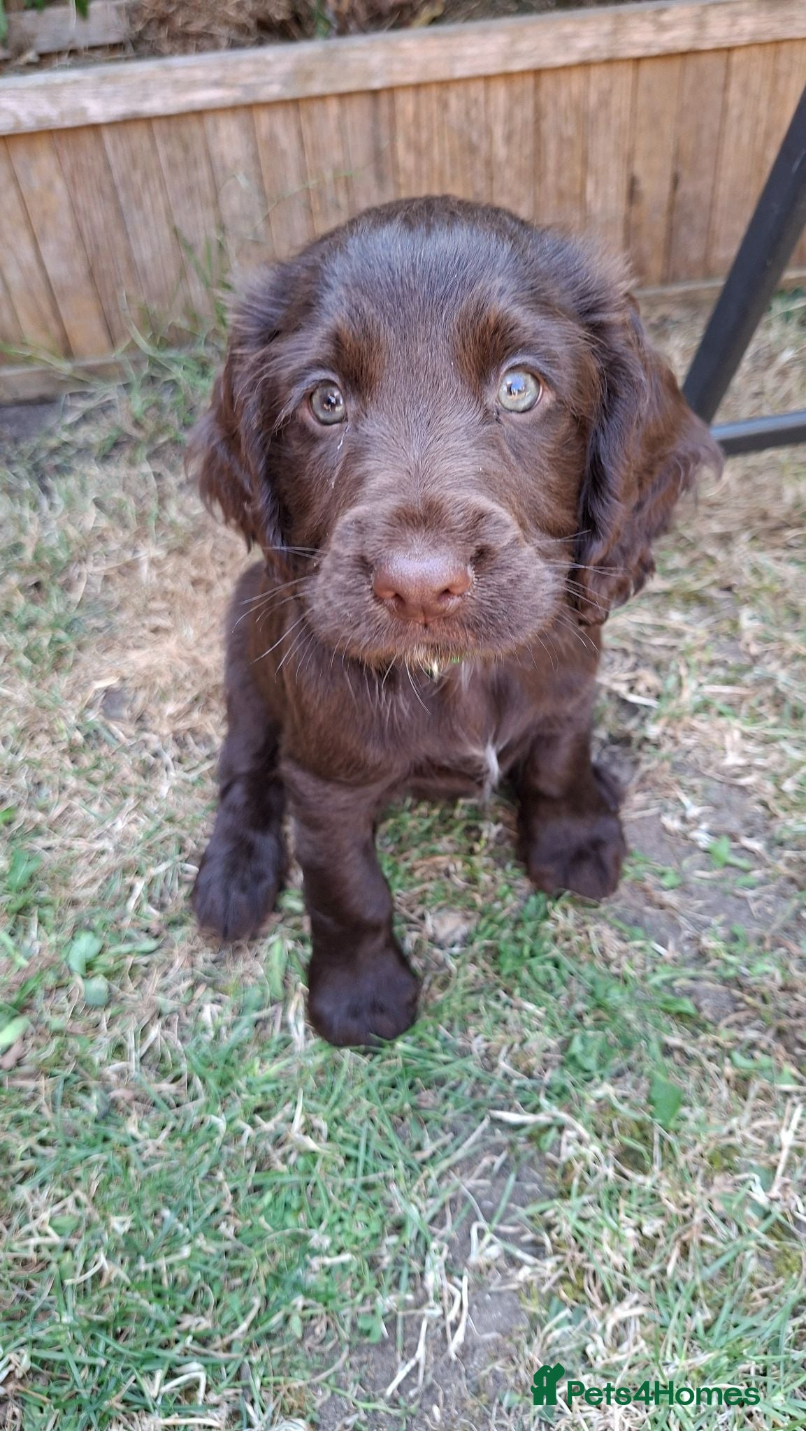 Cocker Spaniel dogs 2 x Beautiful Chocolate Cocker Spaniel Boys Left - Advert 2