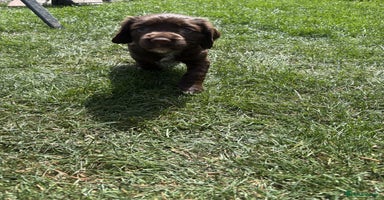 Cocker Spaniel dogs - Advert 9