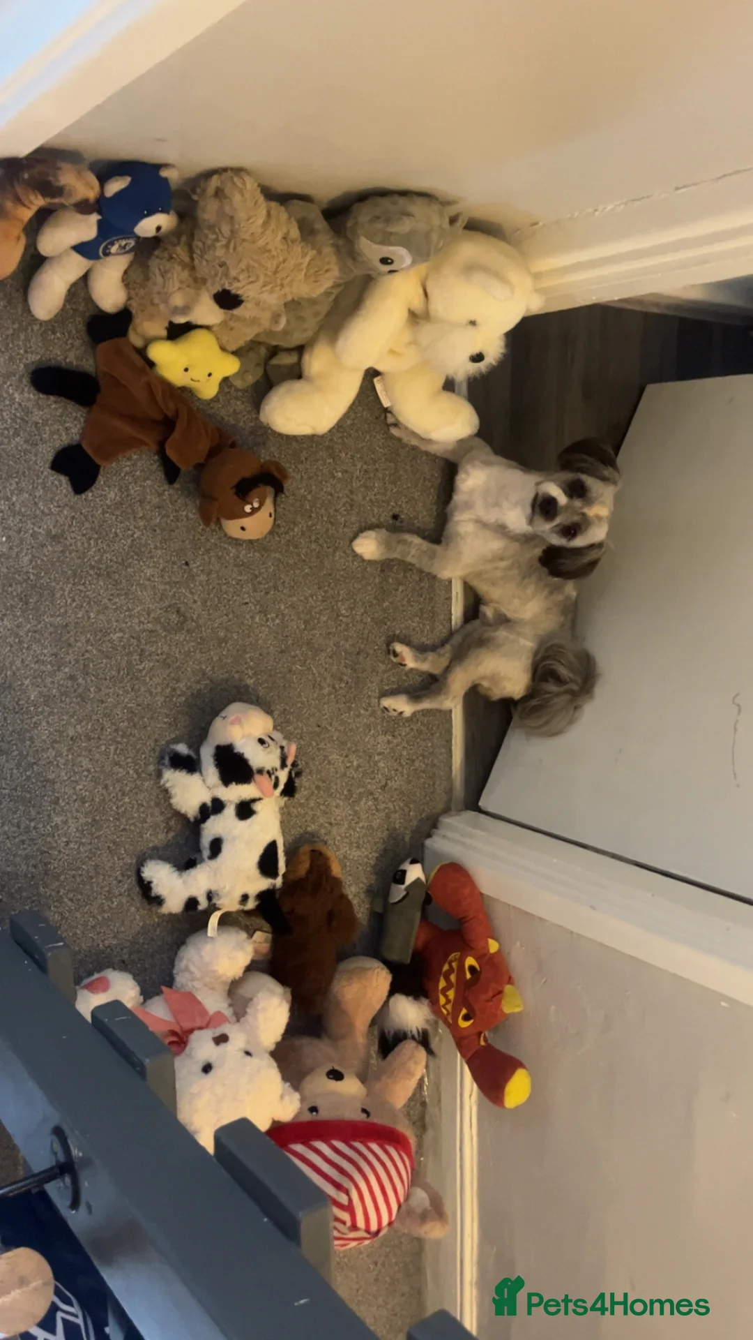 Jack Chi dogs for sale: Lucky in Swindon - Advert 4