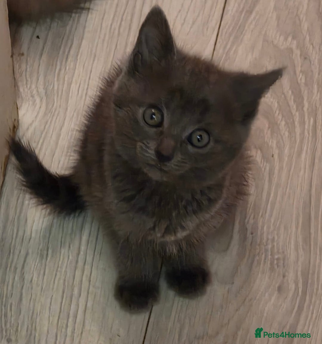 Ragdoll cats for sale: Sealpoint x kittens - Image 14