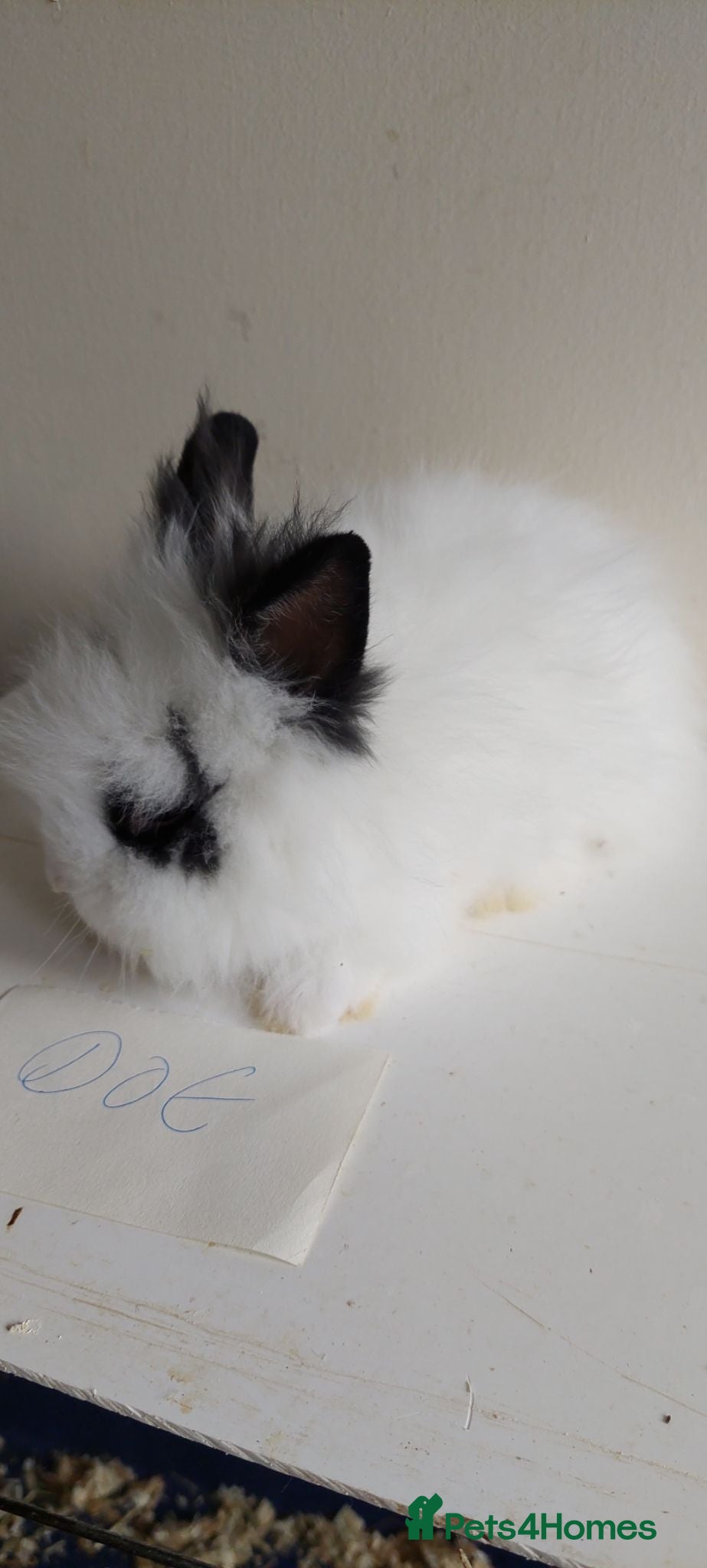 Lionhead rabbits READY Loinhead babys ready to reserve  - Advert 7