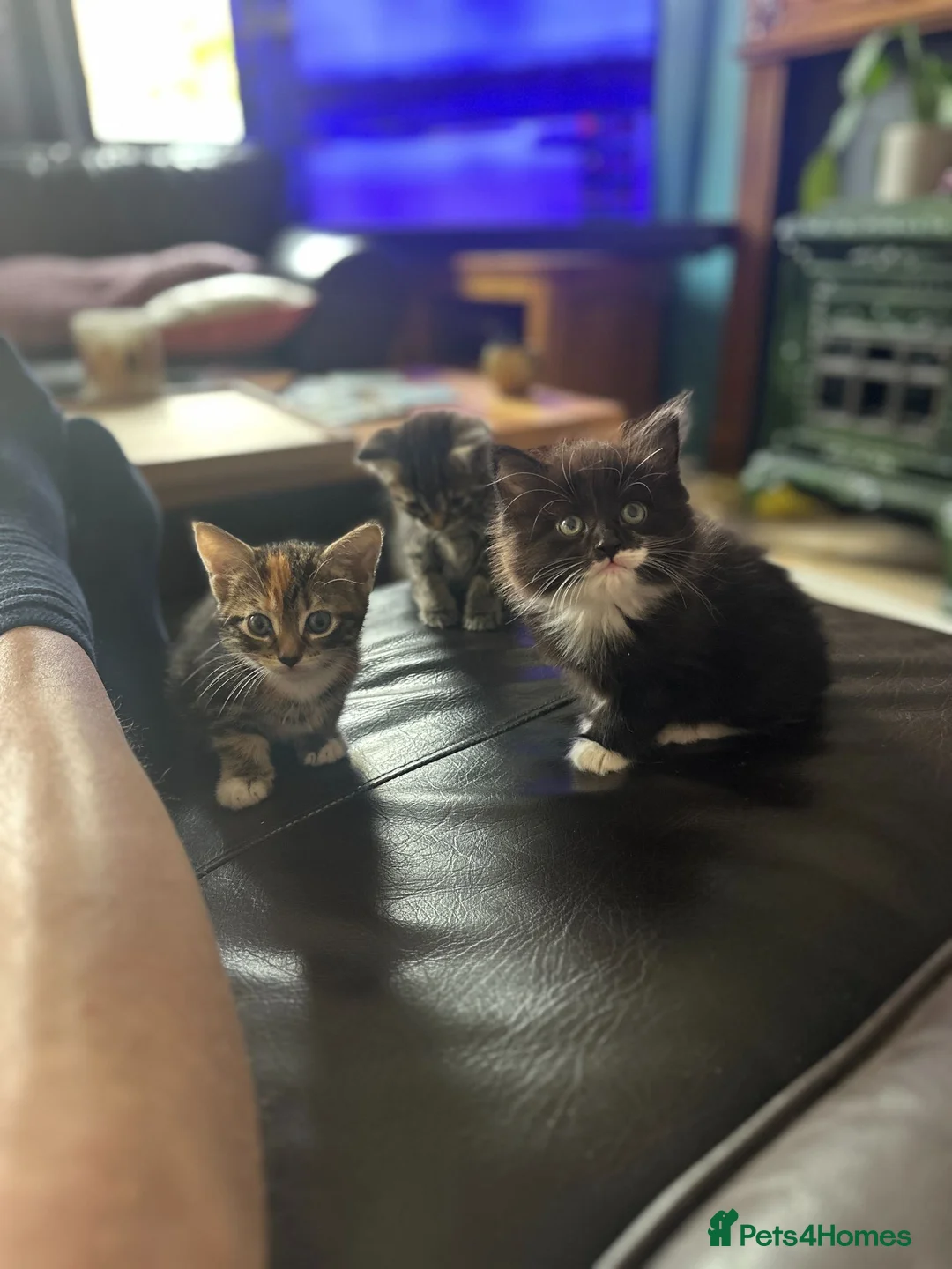 Mixed Breed cats for sale: 2 gorgeous female kittens for sale. in Eastleigh - Advert 4
