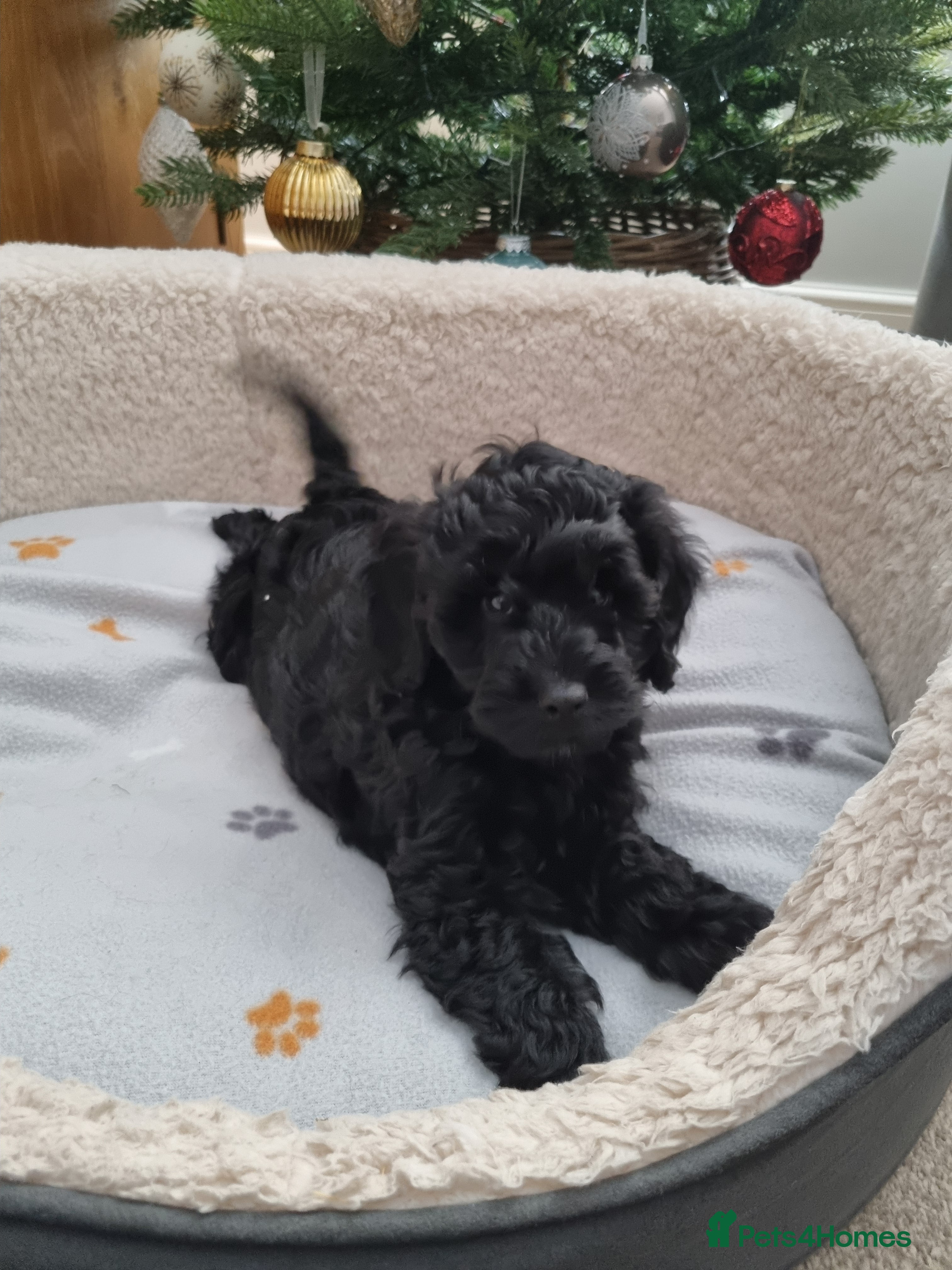 Cockapoo dogs F1b Cockapoo Puppies (One boy left) - Advert 9