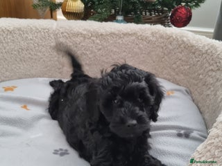 Cockapoo dogs F1b Cockapoo Puppies (One boy left) - Advert 18