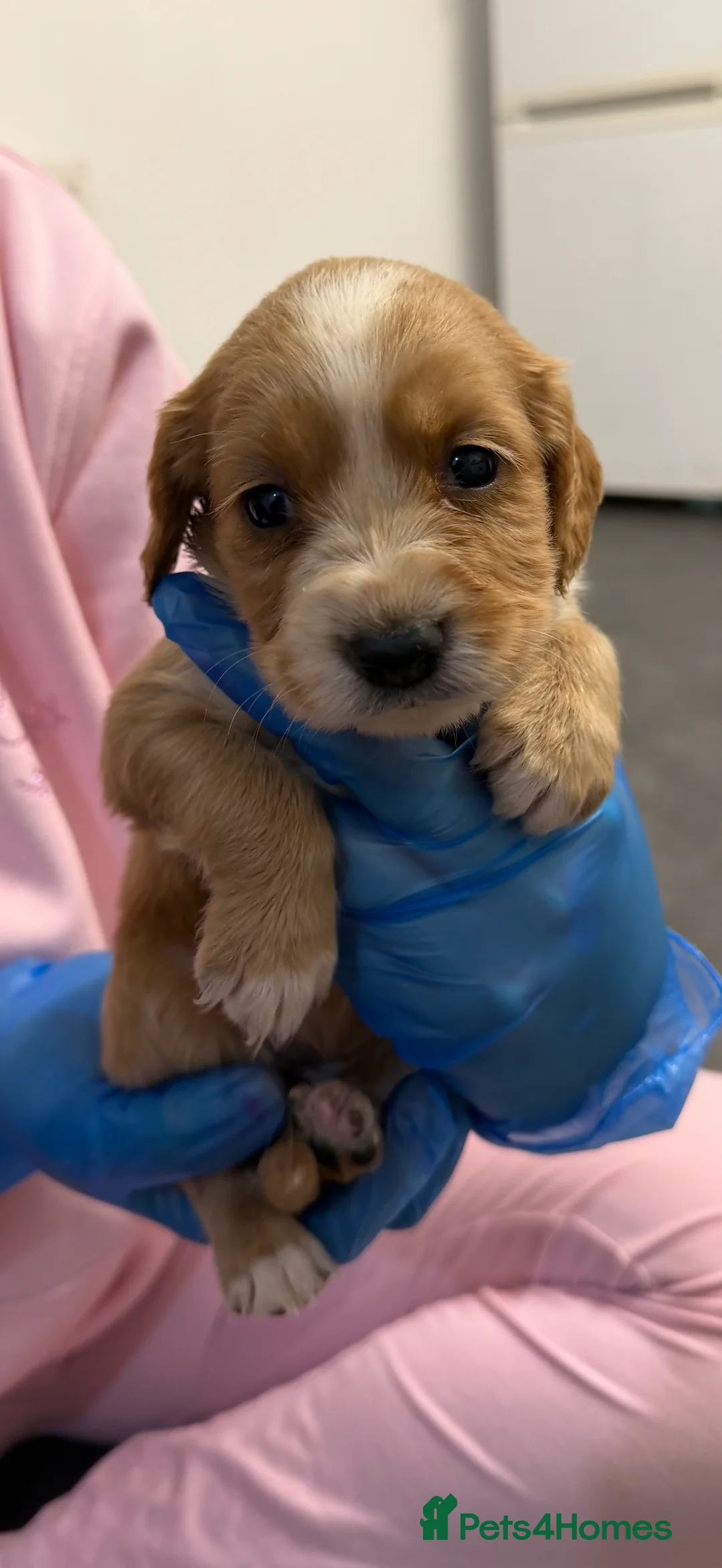 Cocker Spaniel dogs for sale: Purebred cocker spaniel  - Advert 3