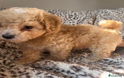 Maltipoo dogs for sale: 2 beautiful playful & lovely Maltipoo boys  - Image 7