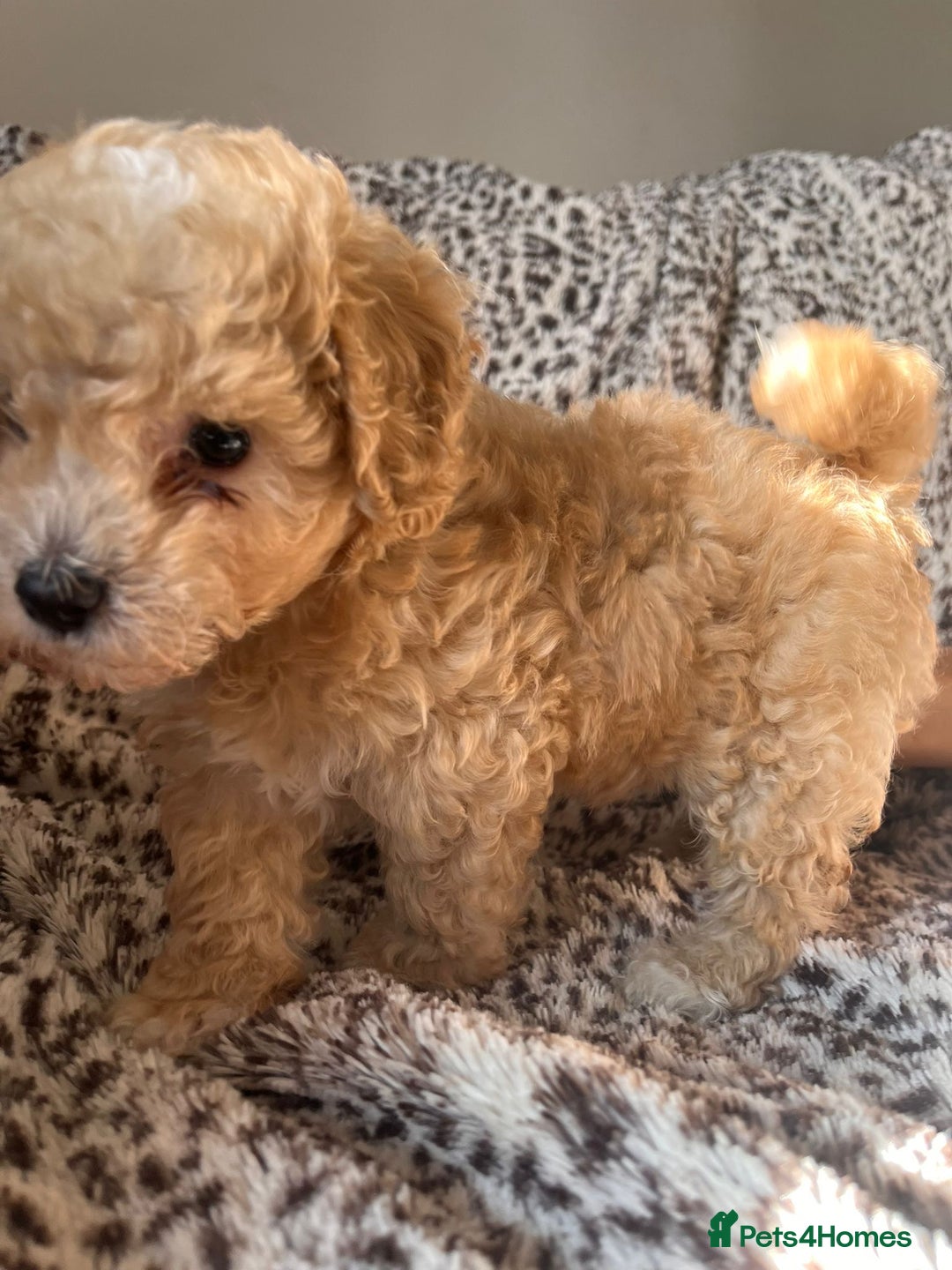 Maltipoo dogs for sale: 2 beautiful playful & lovely Maltipoo boys  - Image 7